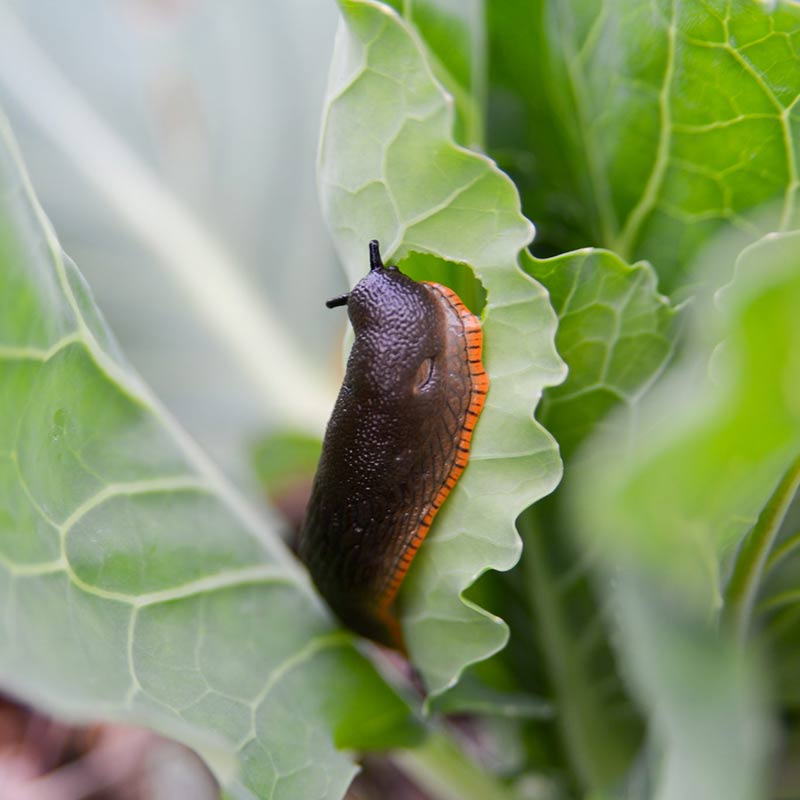lezing over slakken, natuurvriendelijk tuinieren en omgaan met slakken